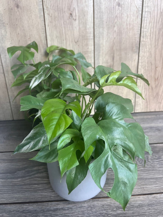 Mini Monstera Plant in 6" Pot - Rhaphidophora tetrasperma, Dwarf Monstera, Easy Care Indoor Climbing Plant