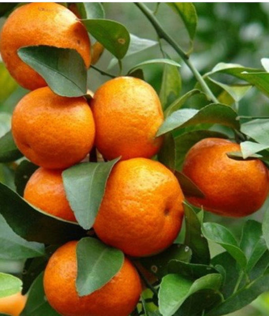 Cara Cara Orange Tree 1/2 Gal Pot Grafted Citrus x sinensis Florida Shipping Only