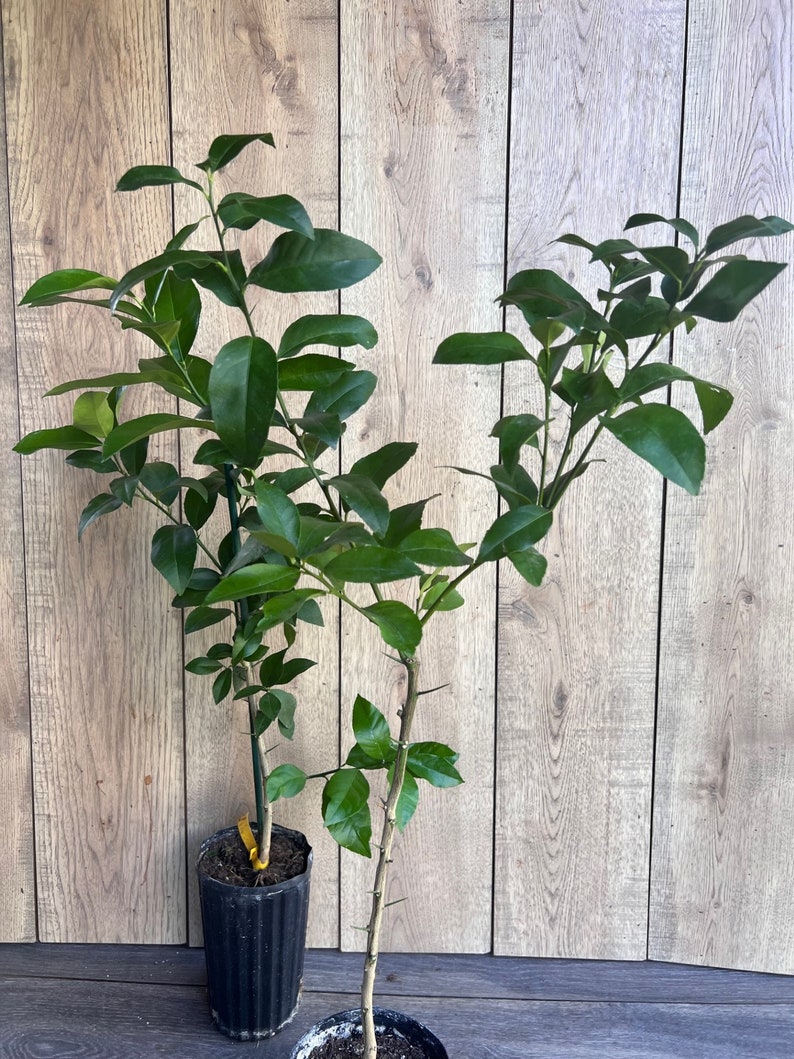 Meyer Lemon Tree in 1/2 Gallon Pot - Citrus × meyeri - Sweet, Self-Fertile Indoor/Outdoor Fruit Plant