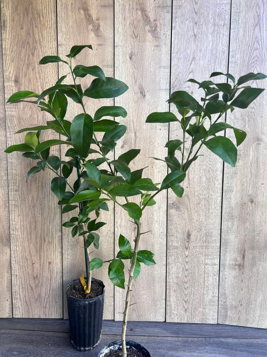 Meyer Lemon Tree in 1/2 Gallon Pot - Citrus × meyeri - Sweet, Self-Fertile Indoor/Outdoor Fruit Plant