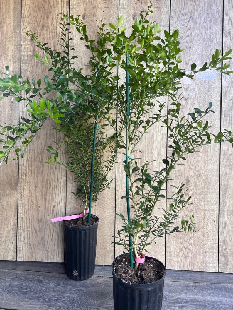 Finger Lime Tree 1/2 Gallon Pot Microcitrus australasica Florida Shipping Only - Unique Citrus Caviar for Culinary Delights