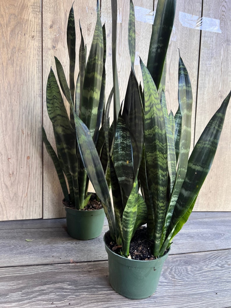 Sansevieria Black Coral Plant in 4
