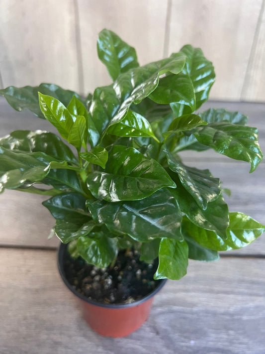 Arabica Coffee Plant - 4" Pot - Coffea arabica - Easy-Care Houseplant for Coffee Lovers - Bright Indirect Light Required