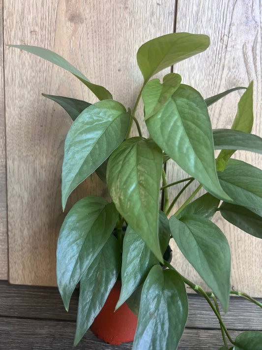Cebu Blue Pothos in 4" Pot | Epipremnum Aureum | Indoor Vining Plant | Green Blue Silver Foliage | Low Maintenance Houseplant