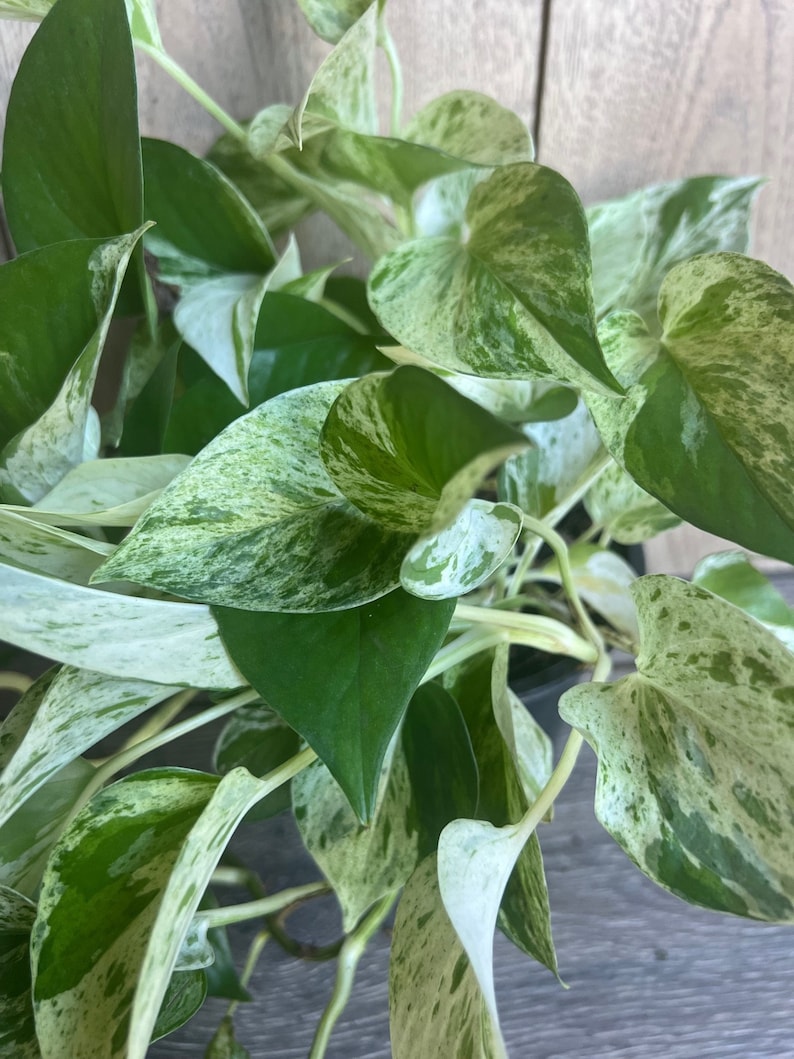 Marble Queen Pothos Plant in 6" Pot - Scindapsus aureus - Variegated Green & White Foliage for Low Light Indoor Spaces