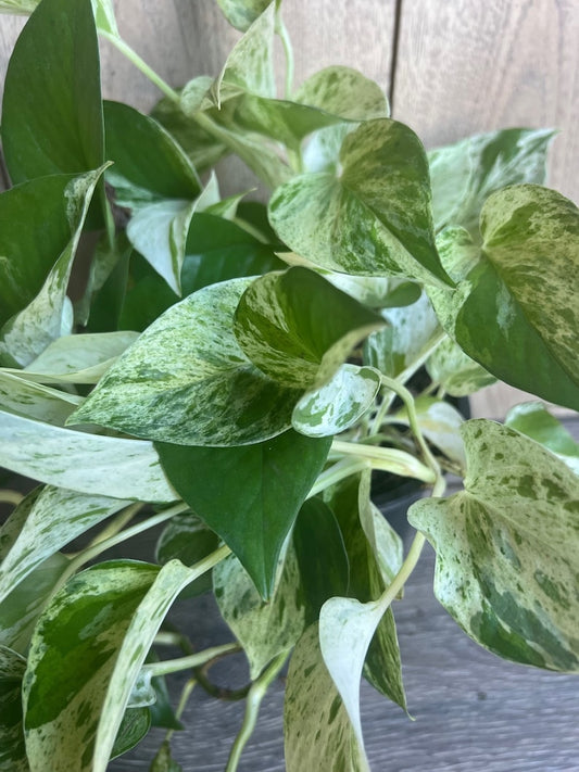 Marble Queen Pothos Plant in 6" Pot - Scindapsus aureus - Variegated Green & White Foliage for Low Light Indoor Spaces