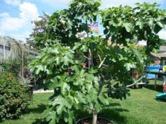 Brown Turkey Fig Plant - 4-6" Edible Fruit Tree - Ficus carica - Cold-Hardy Variety with Purple-Brown Fruit and Green Leaves