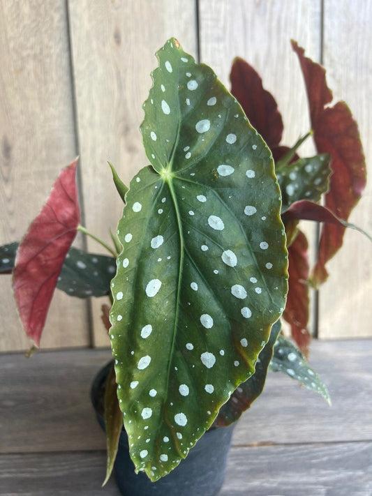 Begonia Maculata 6" Pot, Polka Dot Plant - Spotted Begonia, Angel Wing Begonia, Indoor Houseplant, Rare Tropical Plant