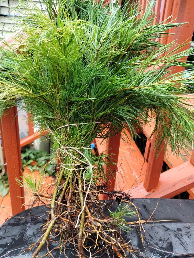 30 Bare Root White Pine Seedlings - Pinus strobus - Fast-Growing Evergreen for Reforestation & Landscaping