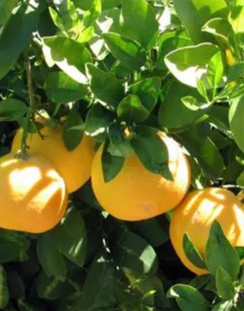 Ray Ruby Grapefruit Tree in 1/2 Gal Pot, Grafted Citrus, Sweet-Tart Fruit, Citrus x paradisi, Florida Shipping Only