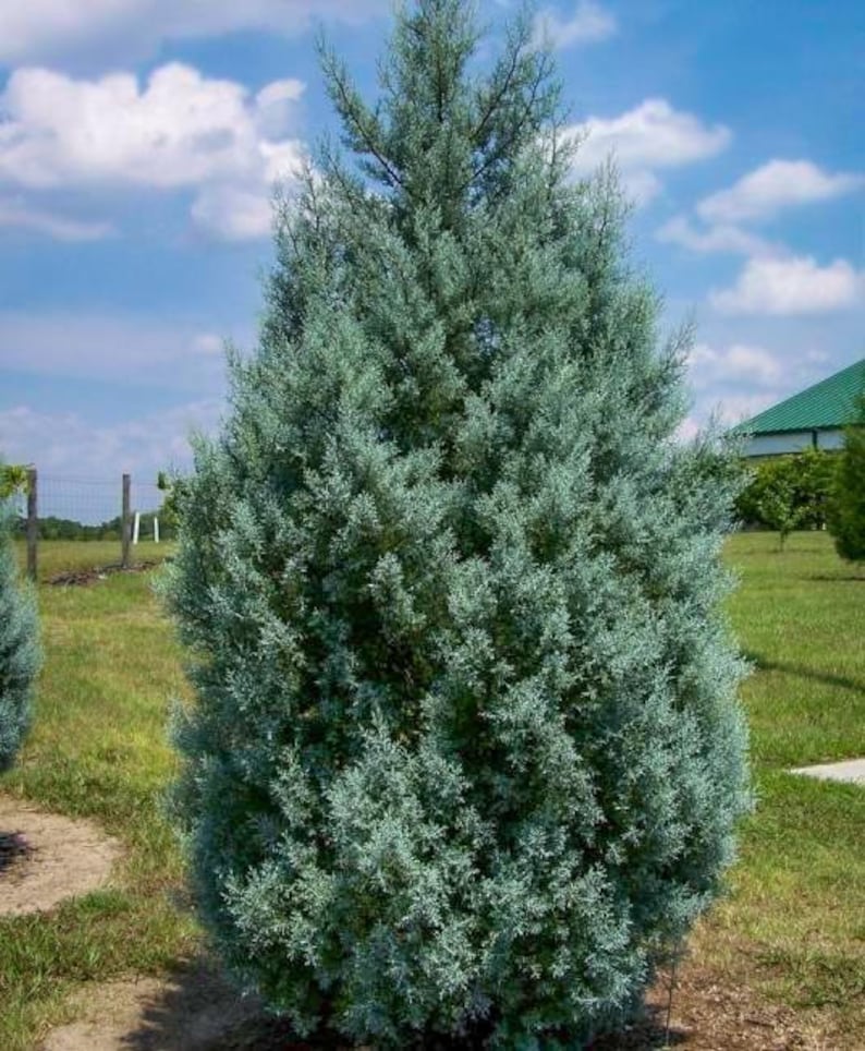 Carolina Cypress Tree 4" Container - Fast Growing Evergreen - Taxodium distichum - Ideal for Zones 7-9 - Perfect Christmas Tree