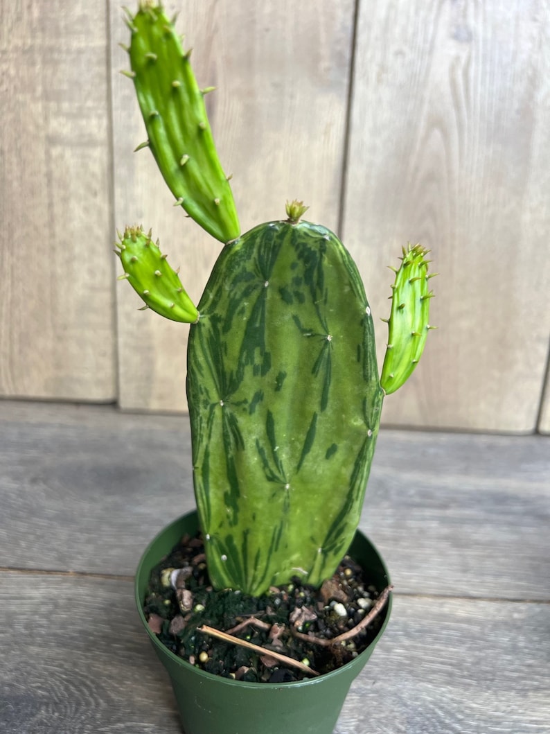 Variegated Opuntia Cactus 6" Pot | Prickly Pear | Opuntia Ficus-Indica | Unique Edible Houseplant