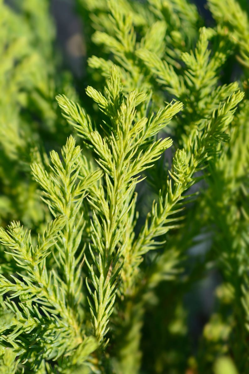 Cryptomeria Plant 4" Container Japanese Cedar Cryptomeria Japonica 'Yoshino' Low Maintenance Evergreen Tree