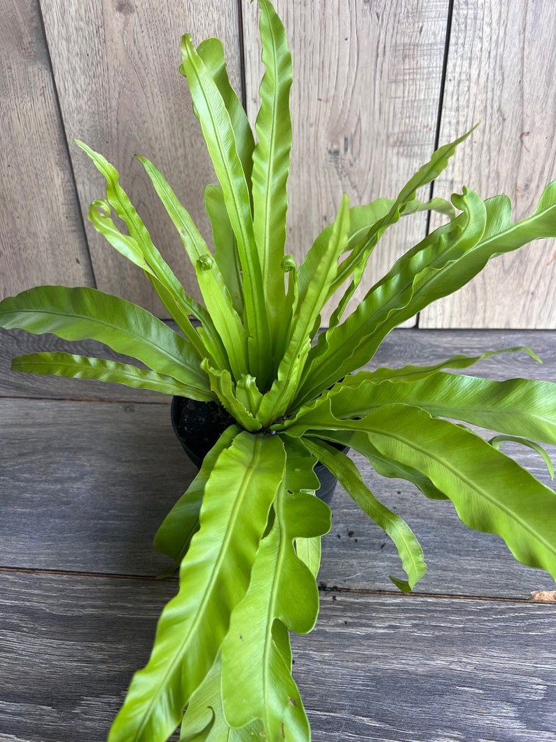 Bird Nest Fern 6" Pot, Hurricane Fern, Asplenium nidus, Indoor Plant, Low Light Tolerant, Easy Care Houseplant