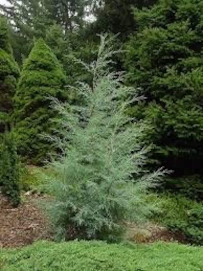 Carolina Sapphire Cypress Tree - Quart Pot - Fast-Growing Evergreen - Cupressus leylandii - USDA Zone 6-9