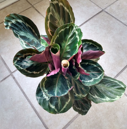 Calathea Medallion Plant - Small Rooted with Free Cutting - Easy Care Indoor Plant - Calathea veitchiana