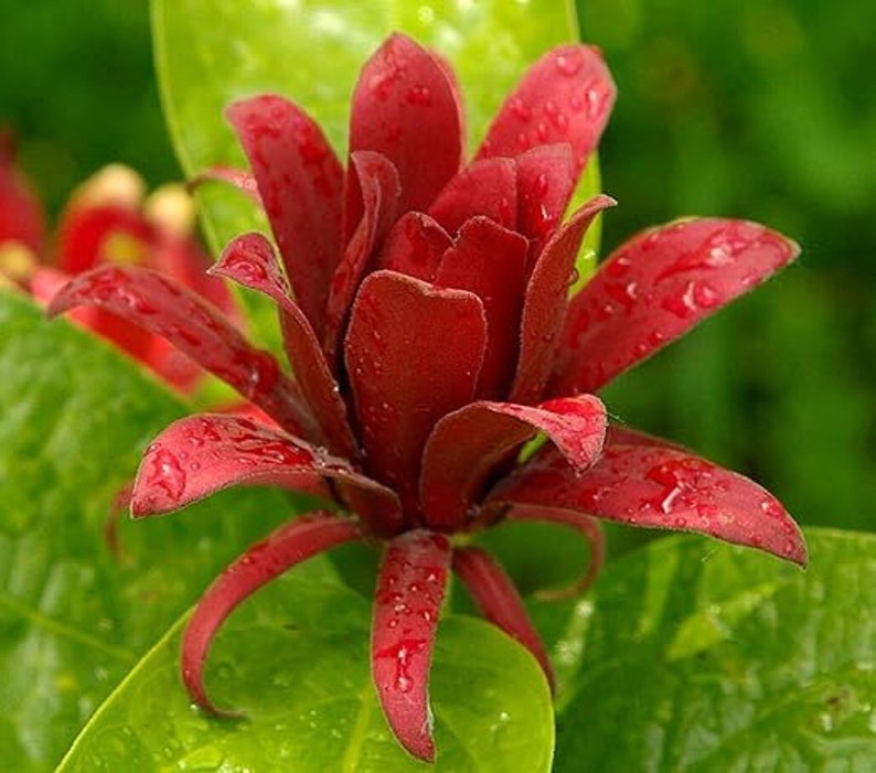 Carolina Allspice Plant 4" Container - Maroon Flowers, Fragrant Shrub (Calycanthus florida) - Hardy in Zones 4-10