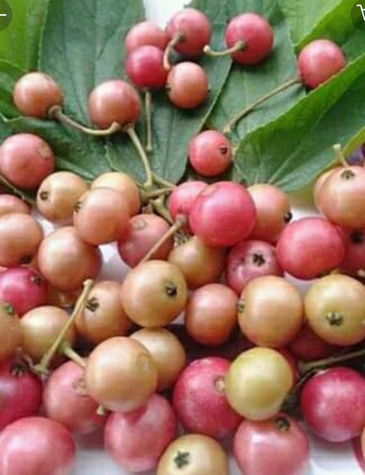 Jamaican Cherry Plant in 10” Pot, Muntingia calabura, Tropical Strawberry Tree, Fast Growing Fruit Tree