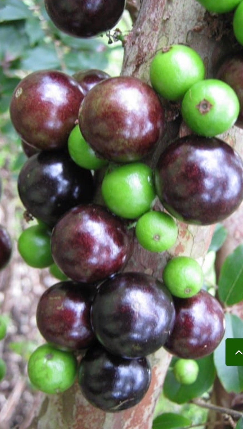 Dwarf Red Jaboticaba Fruit Tree in 4" Pot - Myrciaria cauliflora, Brazilian Grape Tree, Tropical Indoor Bonsai Plant