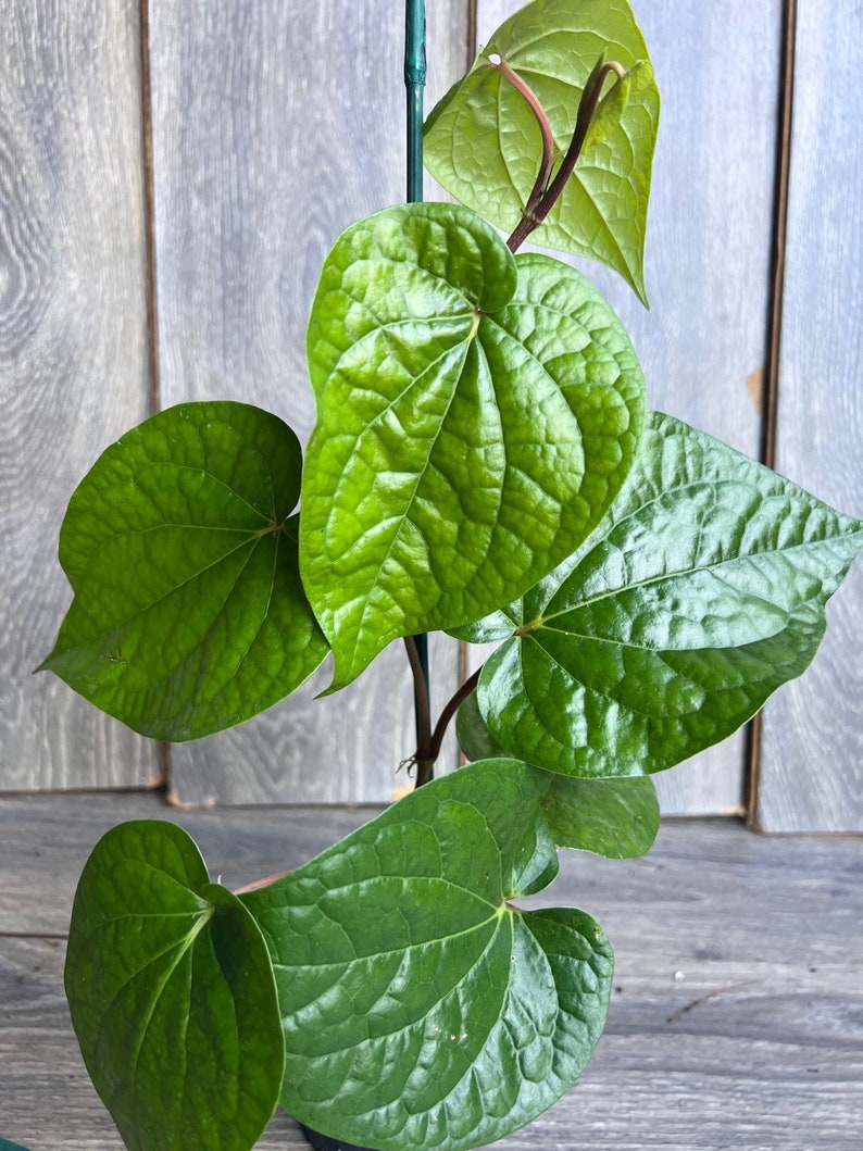Betel Leaf Plant in 4" Pot, Daun Sirih, Piper Betel, Edible Vine for Traditional Remedies and Culinary Use