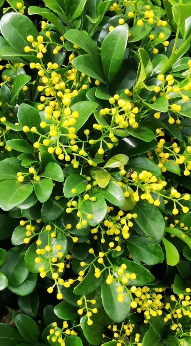 Chinese Perfume Tree Plant in 4" Pot, Fragrant Yellow Flowers, Aglaia odorata, Ideal for Gardens and Landscaping