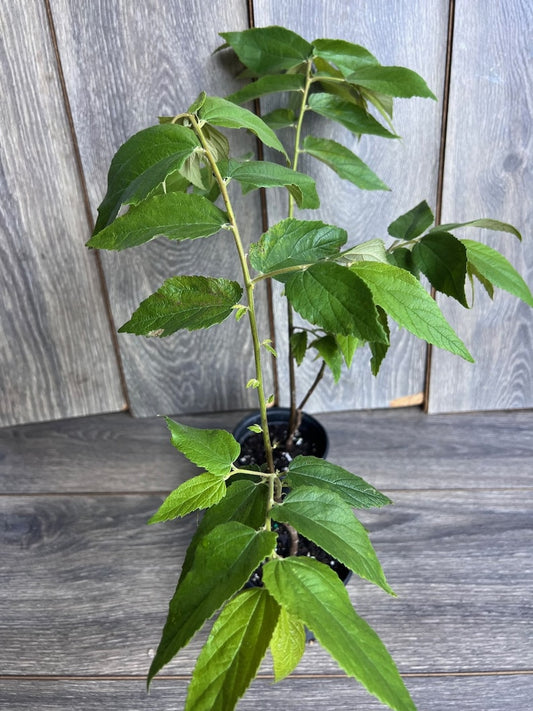 Jamaican Strawberry Tree in 6” Pot, Muntingia calabura, Tropical Fruit Plant, Fast Growing, Ideal for Gardens