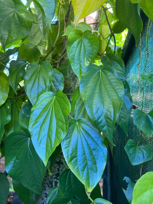 Betel Leaf Plant in 4" Pot, Daun Sirih, Piper Betel, Edible Vine for Traditional Remedies and Stomach Health