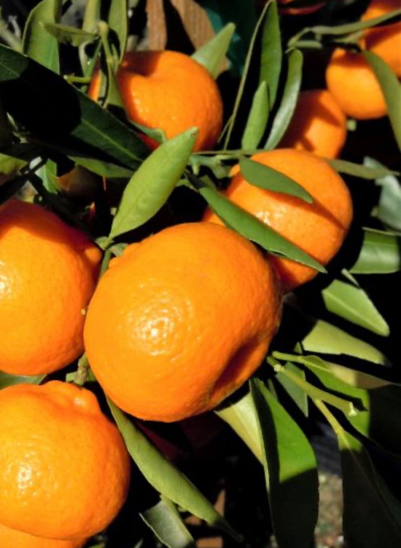 Grafted Kishu Mandarin Tree - Half Gallon Pot - Seedless Tangerine - Citrus reticulata - Florida Shipping Only