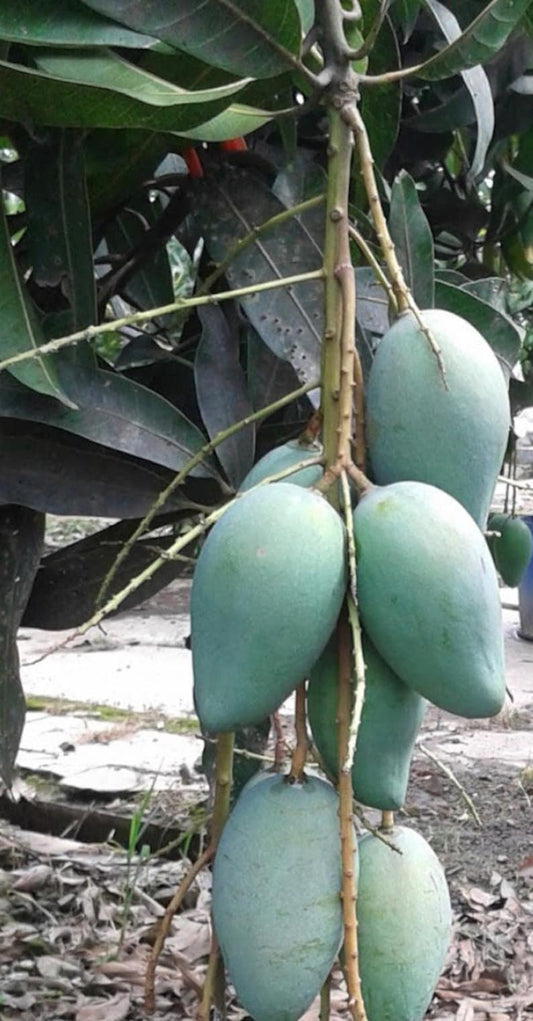 Mallika Mango Tree in 3 Gallon Pot, Grafted, Disease Resistant, Sweet Mango (Mangifera indica) - No Ship to CA & HI