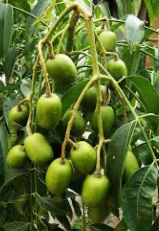 June Plum Dwarf Tree in 10" Pot - Ambarella Fruits, Kedondong, Self-Fertile, Tropical Fruit Tree for Home Garden