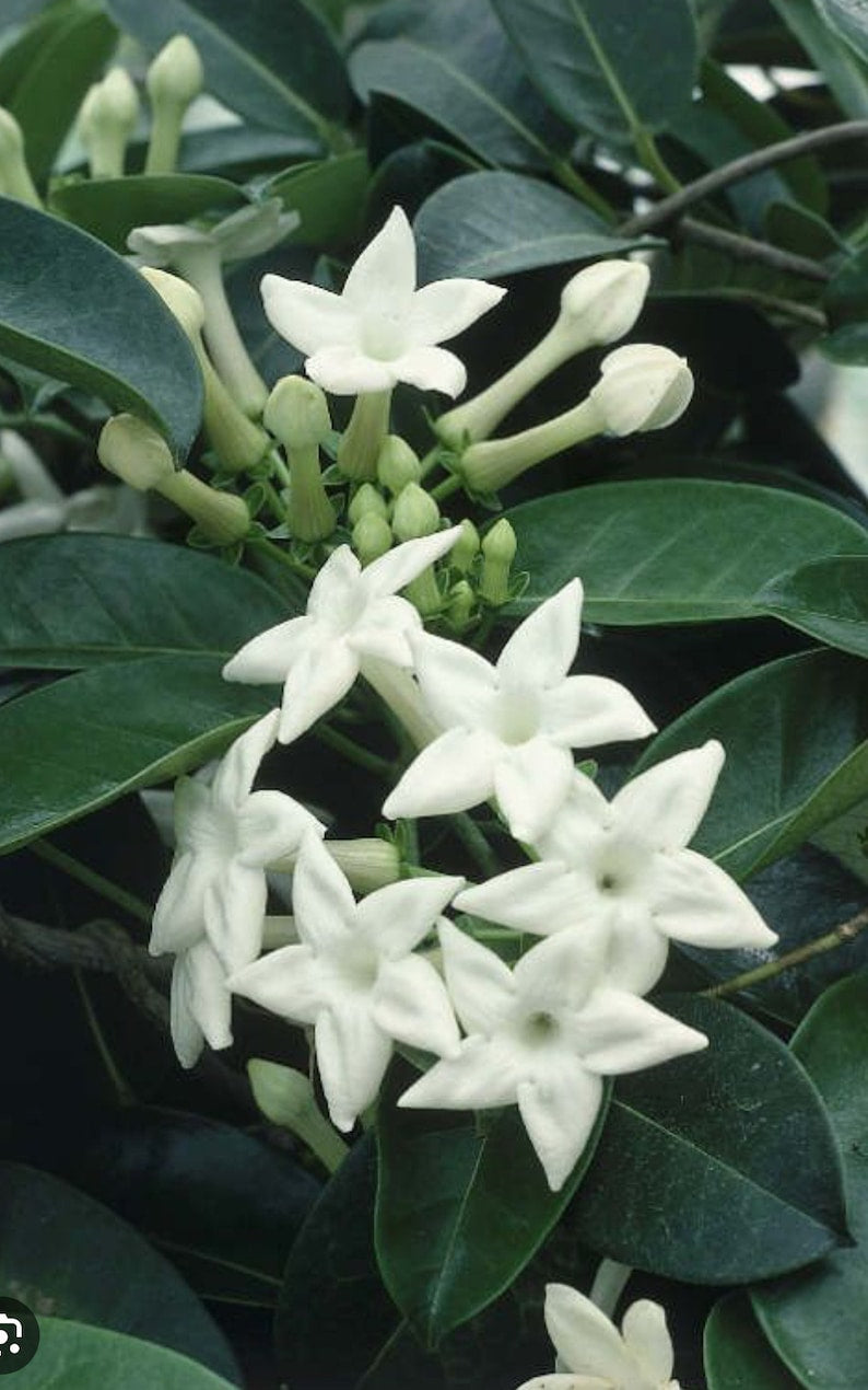 Stephanotis Floribunda Plant 6" Pot, Madagascar Jasmine, Bridal Bouquet Flower, Fragrant Vine for Weddings