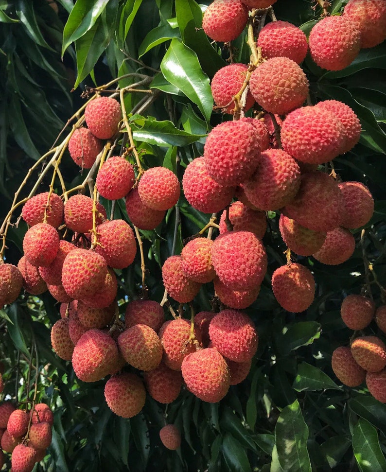 Sweetheart Lychee Tree in 10" Pot - Air Layered, Aromatic Fruit, Litchi chinensis - No Shipping to HI