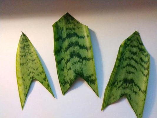 3 Snake Plant Cuttings - Unrooted Clippings - Sansevieria - Houseplant Succulent - Easy Care Indoor Plant
