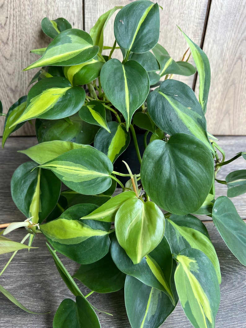 Philodendron Brasil 6” Pot | Variegated Heart Leaf Plant | Philodendron hederaceum | Trailing Houseplant