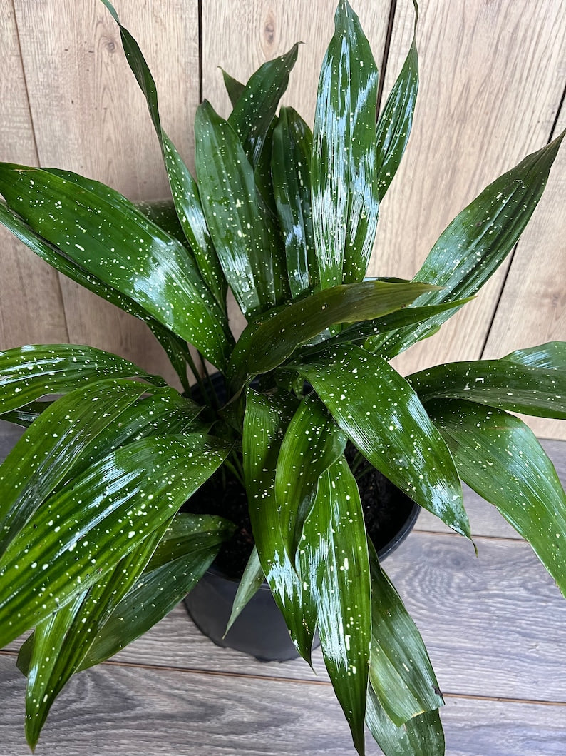 Cast Iron Plant 9" Pot Milky Way Aspidistra Elatior Robust Dark Green Leaves White Specks Low Light Houseplant