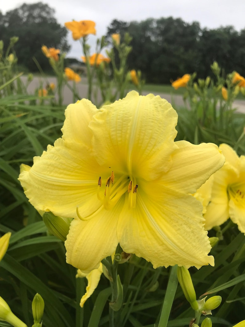 Daylily ‘Big Time Happy’ 3 Bare Root Plants – Bright Yellow Reblooming Hemerocallis for Summer Garden Flowers