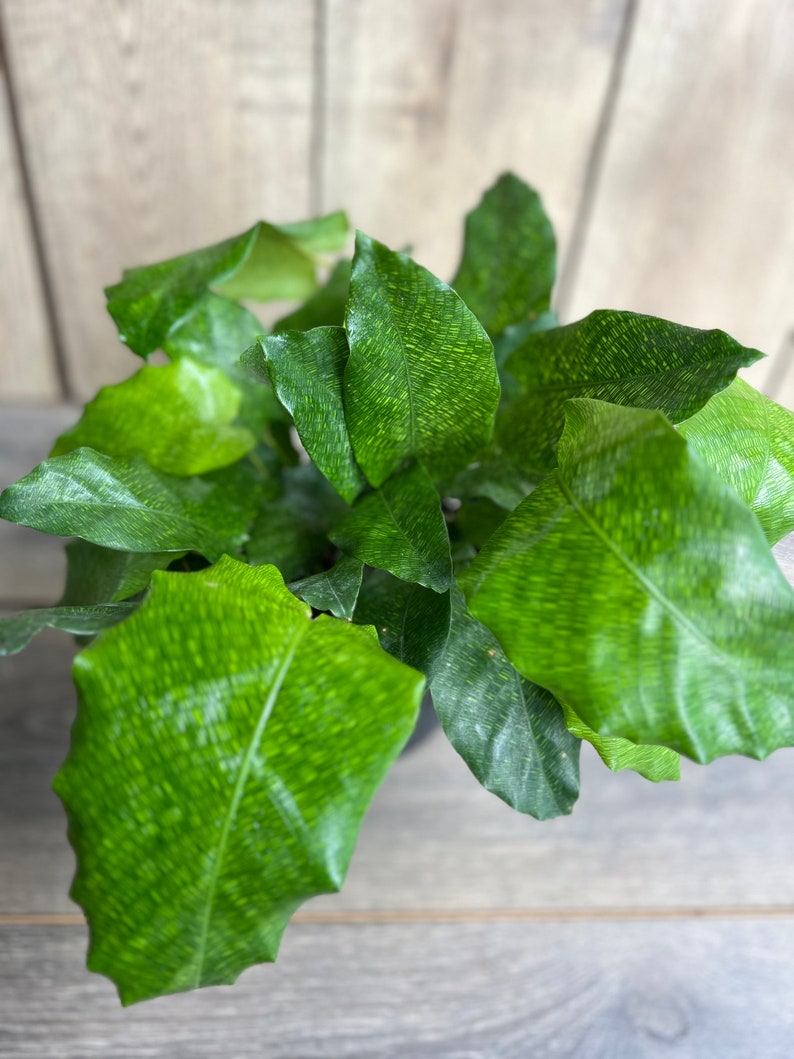 Calathea Musaica Plant in 6" Pot | Network Calathea | Non-Toxic Indoor Houseplant | Easy Care | Calathea Network