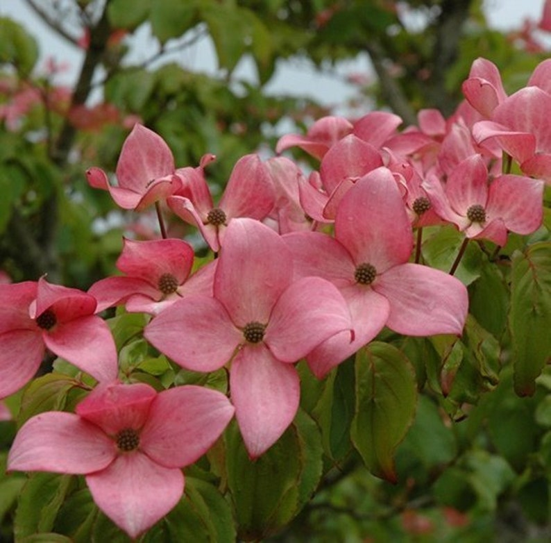 Scarlet Fire Dogwood 24” Bare Root Live Plant – Cornus kousa ‘Rutpink’ Pink Flowering Tree for Garden Landscape