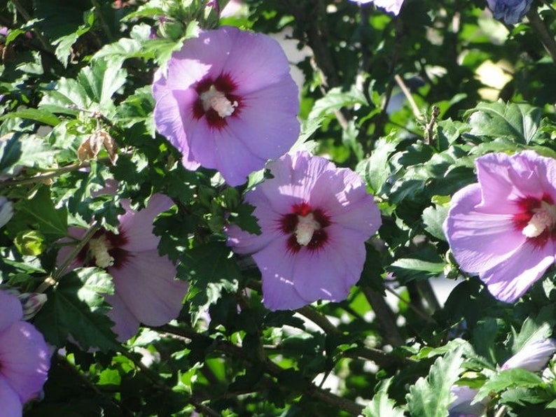 Minerva Rose of Sharon Plant - Gallon Pot - Hibiscus syriacus - Flowering Althea - USDA Zone 6-9 - Korean Rose