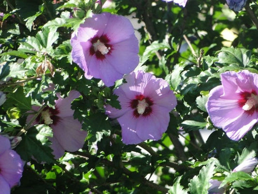 Minerva Rose of Sharon Plant - Gallon Pot - Hibiscus syriacus - Flowering Althea - USDA Zone 6-9 - Korean Rose