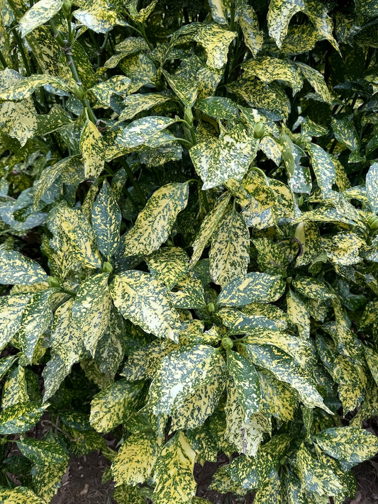 Gold Dust Aucuba 3 Gallon Live Plant – Aucuba japonica Variegated Evergreen Shrub for Shade Garden Landscape