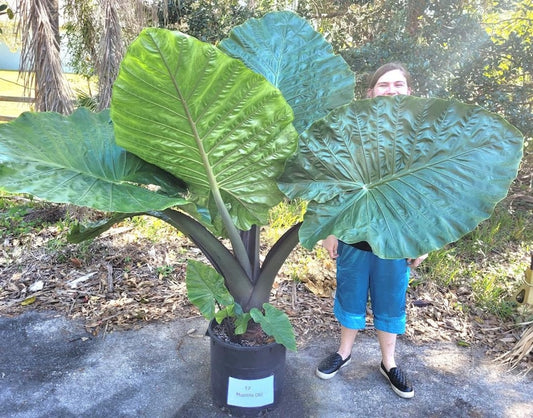 Alocasia 'Dark Star' Elephant Ear Plant - 10" Indoor Plant - Cold Tolerant - Tropical Foliage - Ideal for Home Decor
