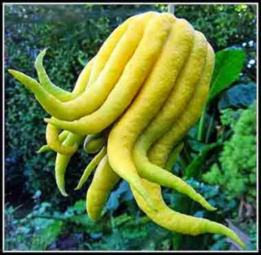 Buddha's Hand Citrus Tree - Half Gallon Pot - Unique Fingered Citron - Citrus medica var. sarcodactylis - Florida Shipping Only