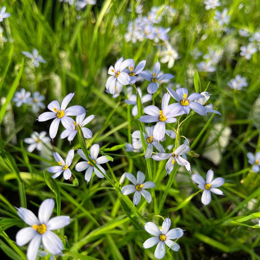 Blue Eyed Grass Plant 3.5" Pot Suwannee Sisyrinchium nashii - Native North American Perennial for Sun to Part Shade