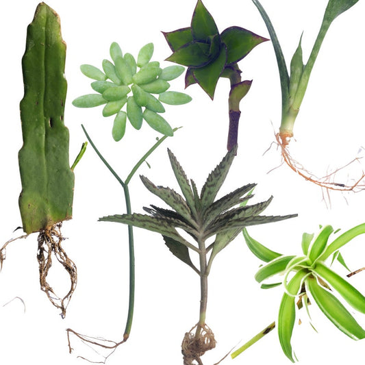 7 Indoor Plant Cuttings Variety Pack - Unique Succulents & Houseplants - Epiphyllum, Sedum, Euphorbia, Kalanchoe & More