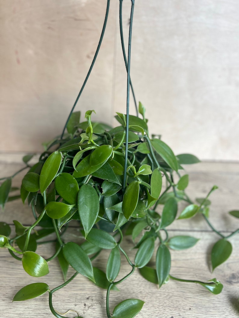 Vanilla Bean Orchid Plant in 8" Pot, Vanilla planifolia, Edible Vanilla Bean, Indoor Vining Houseplant