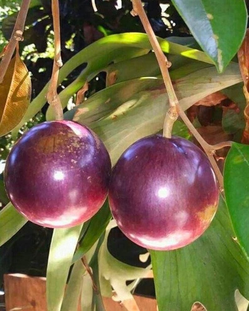 Caimito Purple Star Apple Tree in 3 Gallon Pot, Grafted, Chrysophyllum cainito - Tropical Fruit Plant for Garden