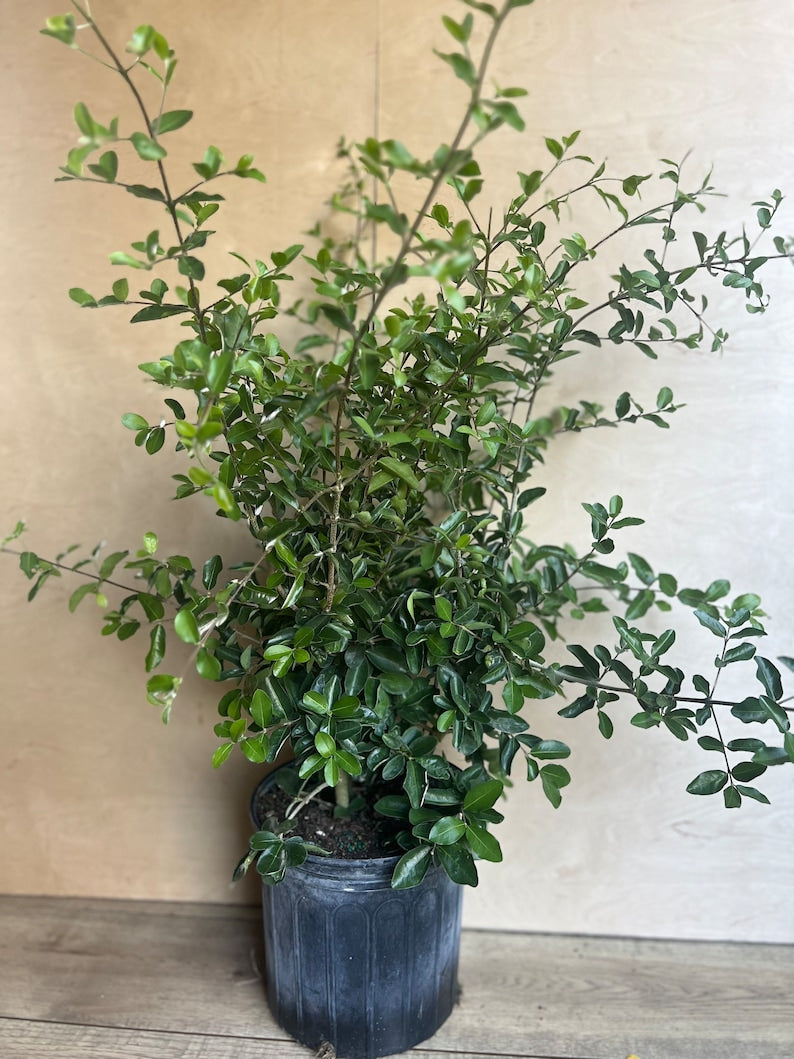 Acerola Cherry Plant in 10" Pot, Barbados Cherry, Malpighia emarginata - Juicy Fruits, Full Sun, No Ship to AZ CA or ID