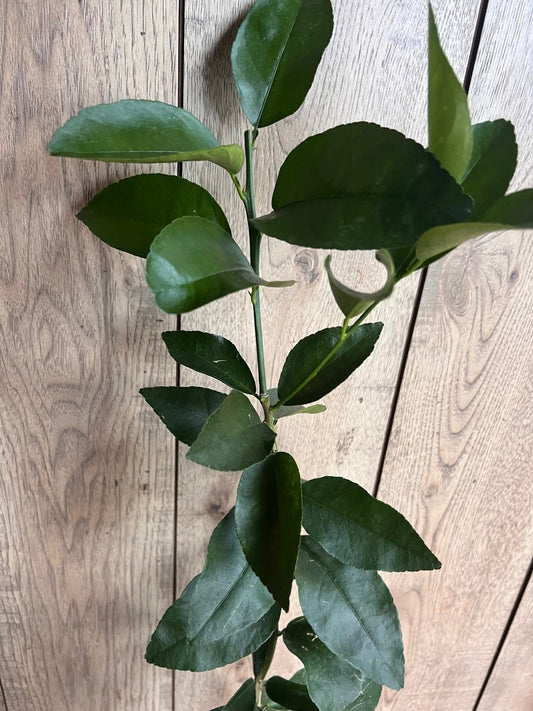 Blood Orange Tree Half Gallon Pot Grafted Sinensis Moro Citrus sinensis Florida Shipping Only