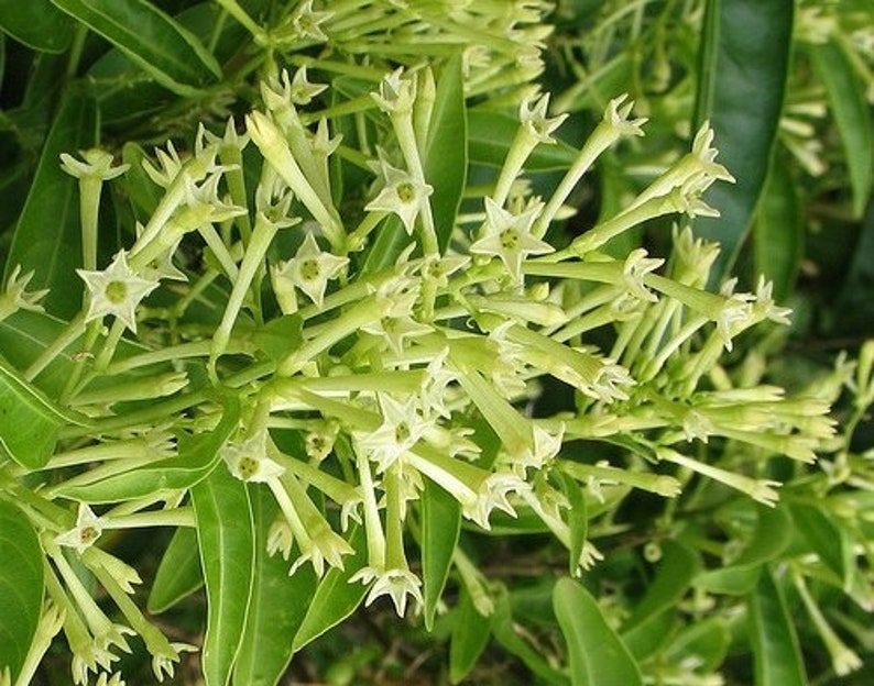 Night Blooming Jasmine Plant in 4" Pot, Cestrum nocturnum, Fragrant White-Yellow Flowers, Easy Care Indoor/Outdoor Plant
